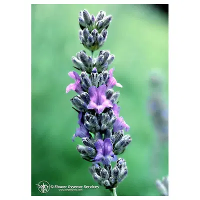 LAVENDER ESS 7,4ML CALF LAVENDER ESS 7,4ML CALF