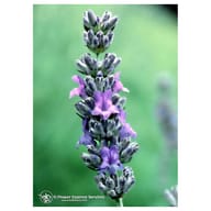 LAVENDER ESS 7,4ML CALF