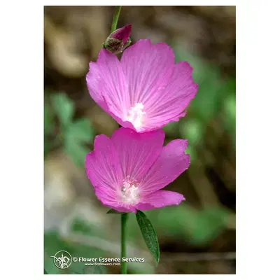 MALLOW ESS 7,4ML CALF MALLOW ESS 7,4ML CALF