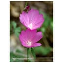 MALLOW ESS 7,4ML CALF