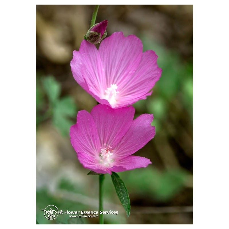 Mallow Ess 7,4 Ml Calf