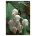 MANZANITA ESS 7,4ML CALF