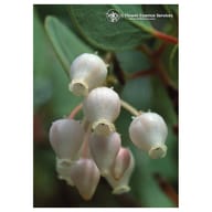 MANZANITA ESS 7,4ML CALF