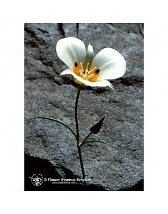 Mariposa Lily Ess 7,4 Ml Calf