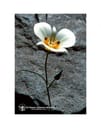 MARIPOSA LILY ESS 7,4ML CALF