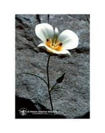 MARIPOSA LILY ESS 7,4ML CALF