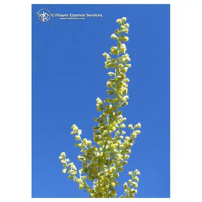 MUGWORT ESS 7,4ML CALF MUGWORT ESS 7,4ML CALF