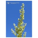 MUGWORT ESS 7,4ML CALF