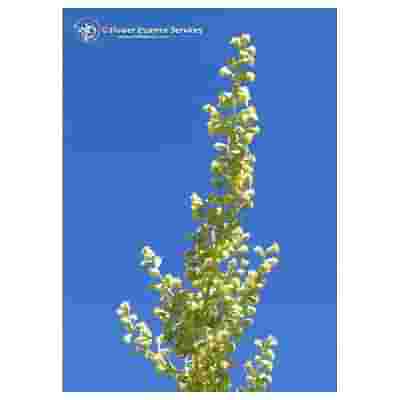 MUGWORT ESS 7,4ML CALF