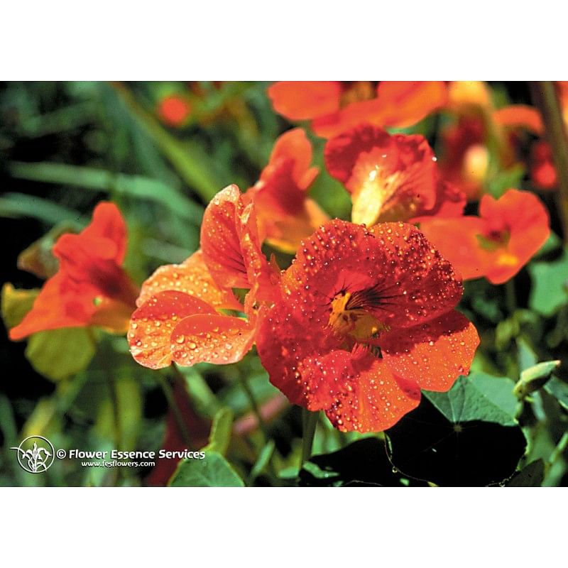 Nasturtium Ess 7,4 Ml Calf