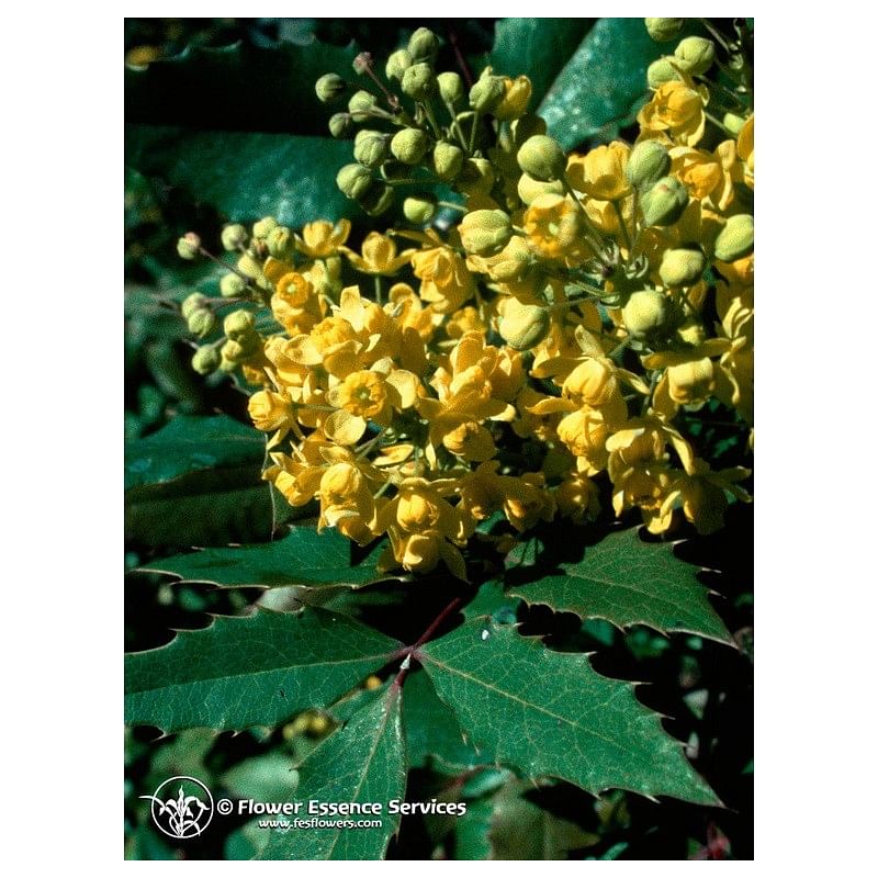 Oregon Grape Ess 7,4 Ml Calf