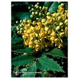 OREGON GRAPE ESS 7,4ML CALF