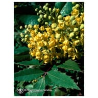 OREGON GRAPE ESS 7,4ML CALF