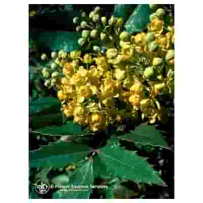OREGON GRAPE ESS 7,4ML CALF