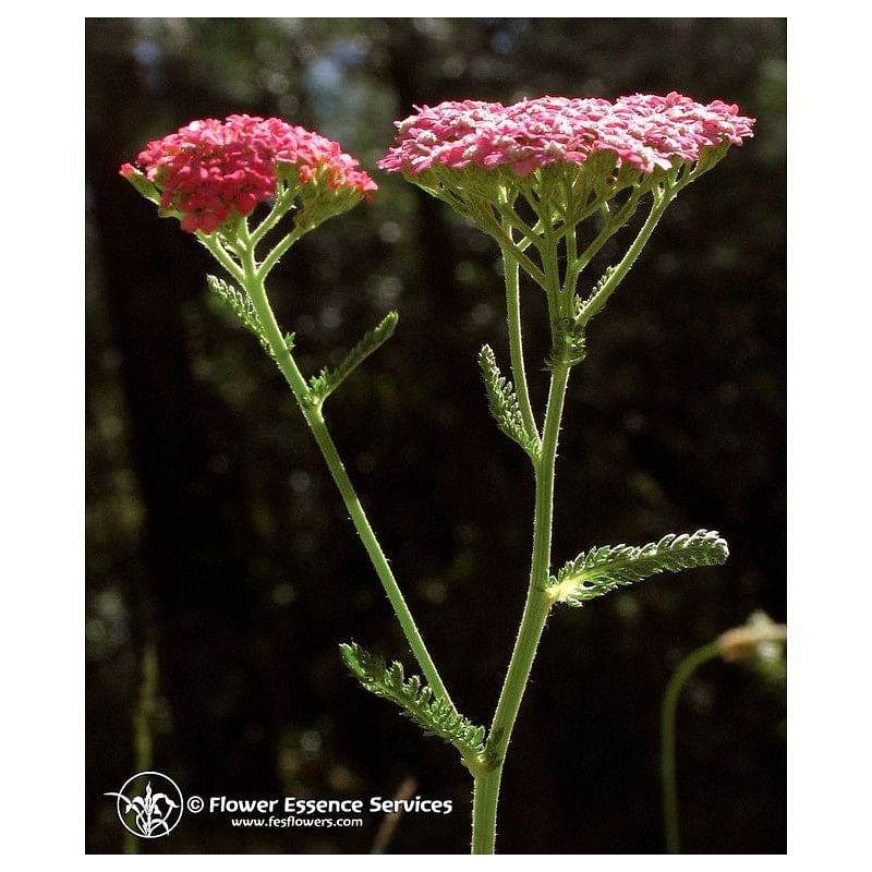 Pink Yarrow Ess 7,4 Ml Calf