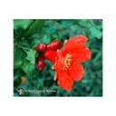 POMEGRANATE ESS 7,4ML CALF