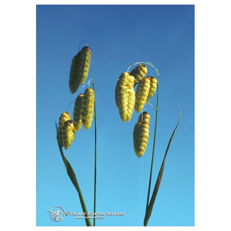 Quaking Grass Ess 7,4 Ml Calf