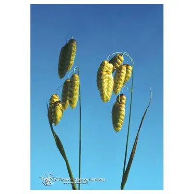 QUAKING GRASS ESS 7,4ML CALF QUAKING GRASS ESS 7,4ML CALF