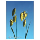 QUAKING GRASS ESS 7,4ML CALF