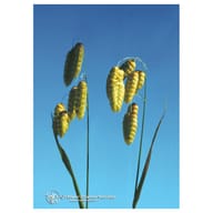 QUAKING GRASS ESS 7,4ML CALF