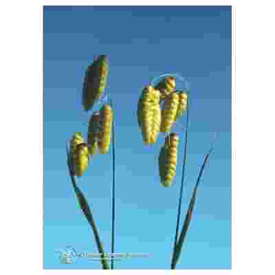 QUAKING GRASS ESS 7,4ML CALF