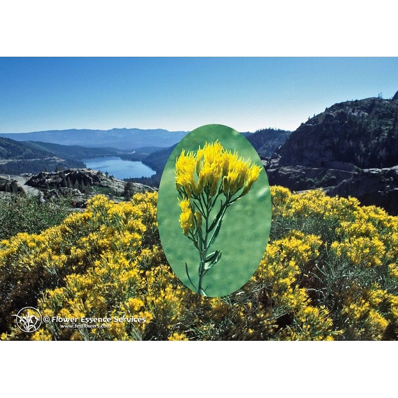 Rabbitbrush Ess 7,4 Ml Calf