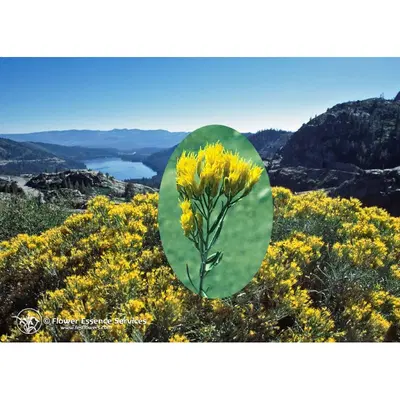 RABBITBRUSH ESS 7,4ML CALF RABBITBRUSH ESS 7,4ML CALF