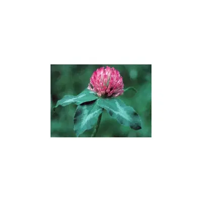 RED CLOVER ESS 7,4ML CALF RED CLOVER ESS 7,4ML CALF