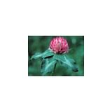 RED CLOVER ESS 7,4ML CALF