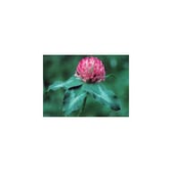 RED CLOVER ESS 7,4ML CALF