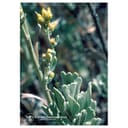 SAGEBRUSH ESS 7,4ML CALF