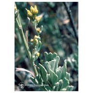 SAGEBRUSH ESS 7,4ML CALF