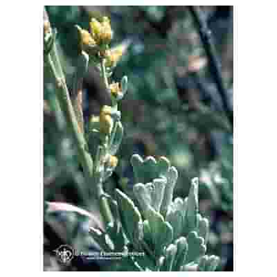 SAGEBRUSH ESS 7,4ML CALF