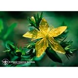 SAINT JOHNS WORT 7,4 ML CALF