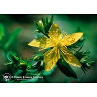 SAINT JOHNS WORT 7,4 ML CALF