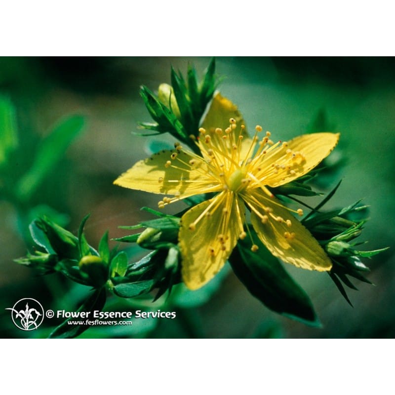 Saint Johns Wort 7,4 Ml Calf