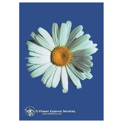 SHASTA DAISY ESS 7,4ML CALF SHASTA DAISY ESS 7,4ML CALF