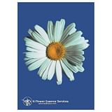 SHASTA DAISY ESS 7,4ML CALF