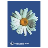 SHASTA DAISY ESS 7,4ML CALF