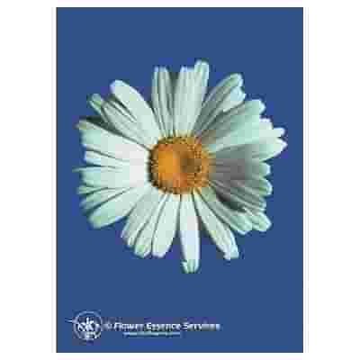 SHASTA DAISY ESS 7,4ML CALF