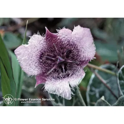 START TULIP ESS 7,4ML CALF START TULIP ESS 7,4ML CALF