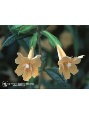 STICKY MONKEYFLOWER 7,4ML CALF STICKY MONKEYFLOWER 7,4ML CALF