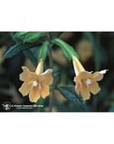 STICKY MONKEYFLOWER 7,4ML CALF