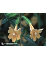 STICKY MONKEYFLOWER 7,4ML CALF