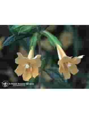 STICKY MONKEYFLOWER 7,4ML CALF