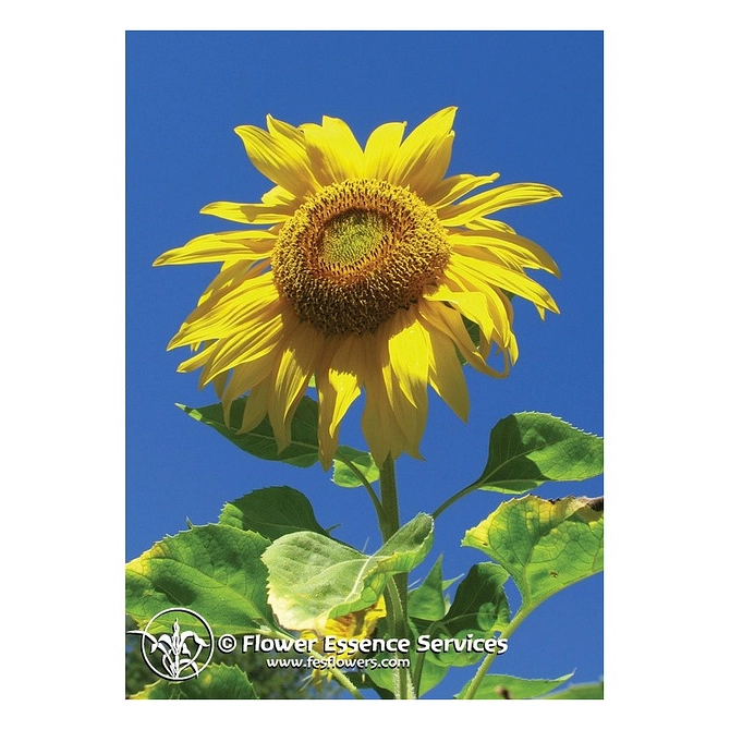 Sunflower Ess 7,4 Ml Calf