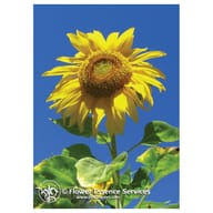 SUNFLOWER ESS 7,4ML CALF