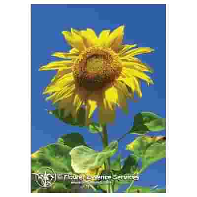 SUNFLOWER ESS 7,4ML CALF