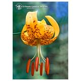 TIGER LILY ESS 7,4ML CALF