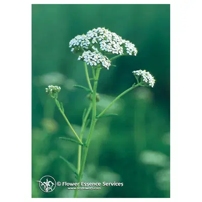 YARROW ESS 7,4ML CALF YARROW ESS 7,4ML CALF
